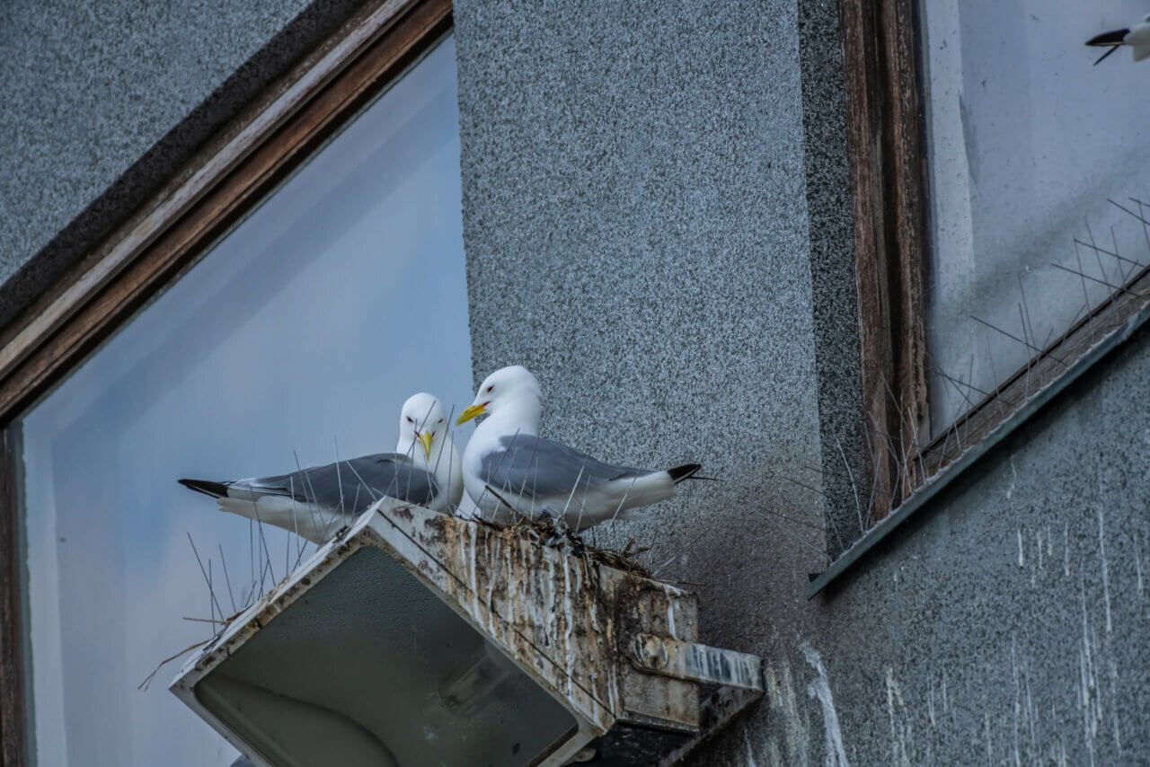 Seagulls nesting on bird spikes.