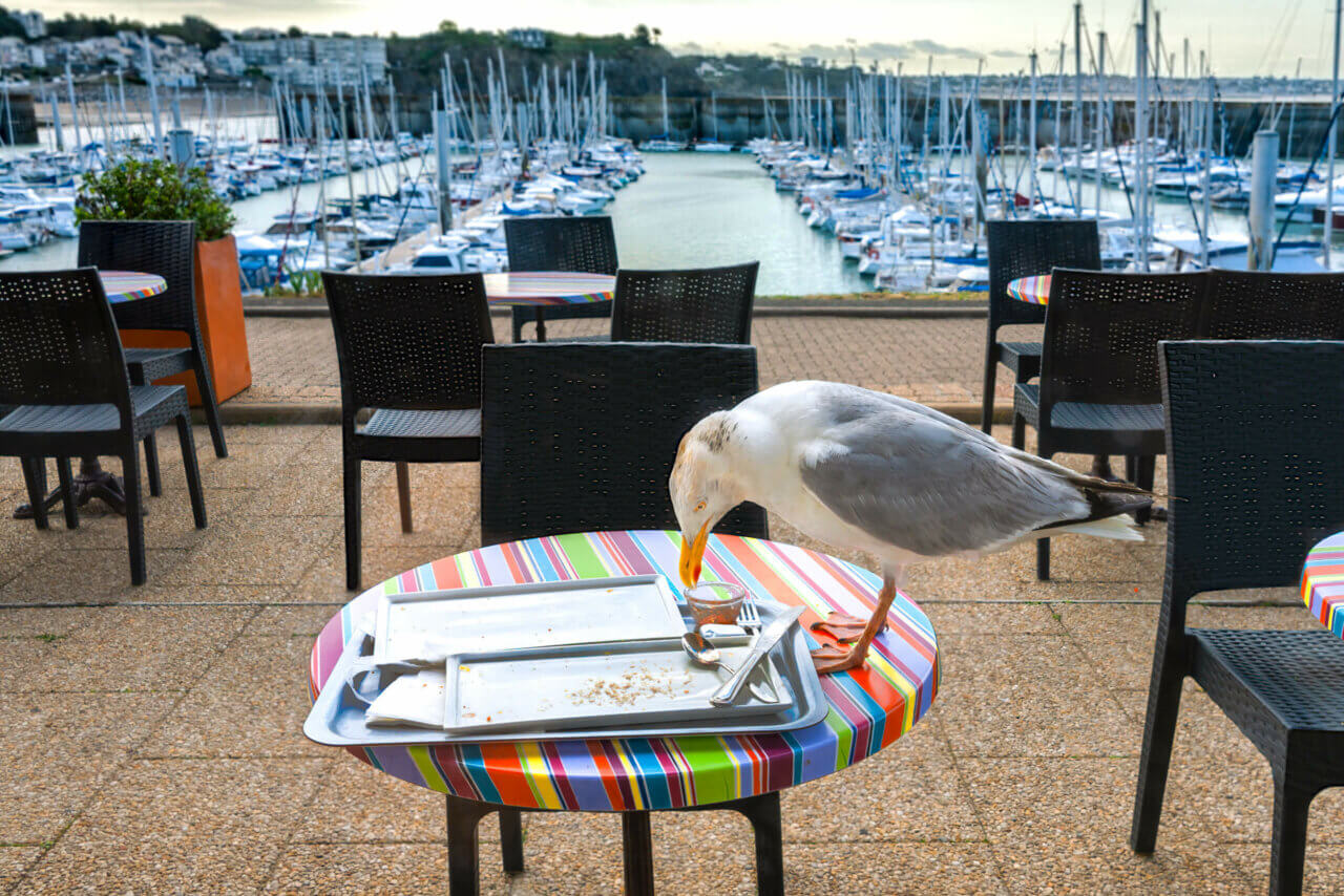 Our product prevents bird droppings in marinas, ensuring health and safety near dining areas.