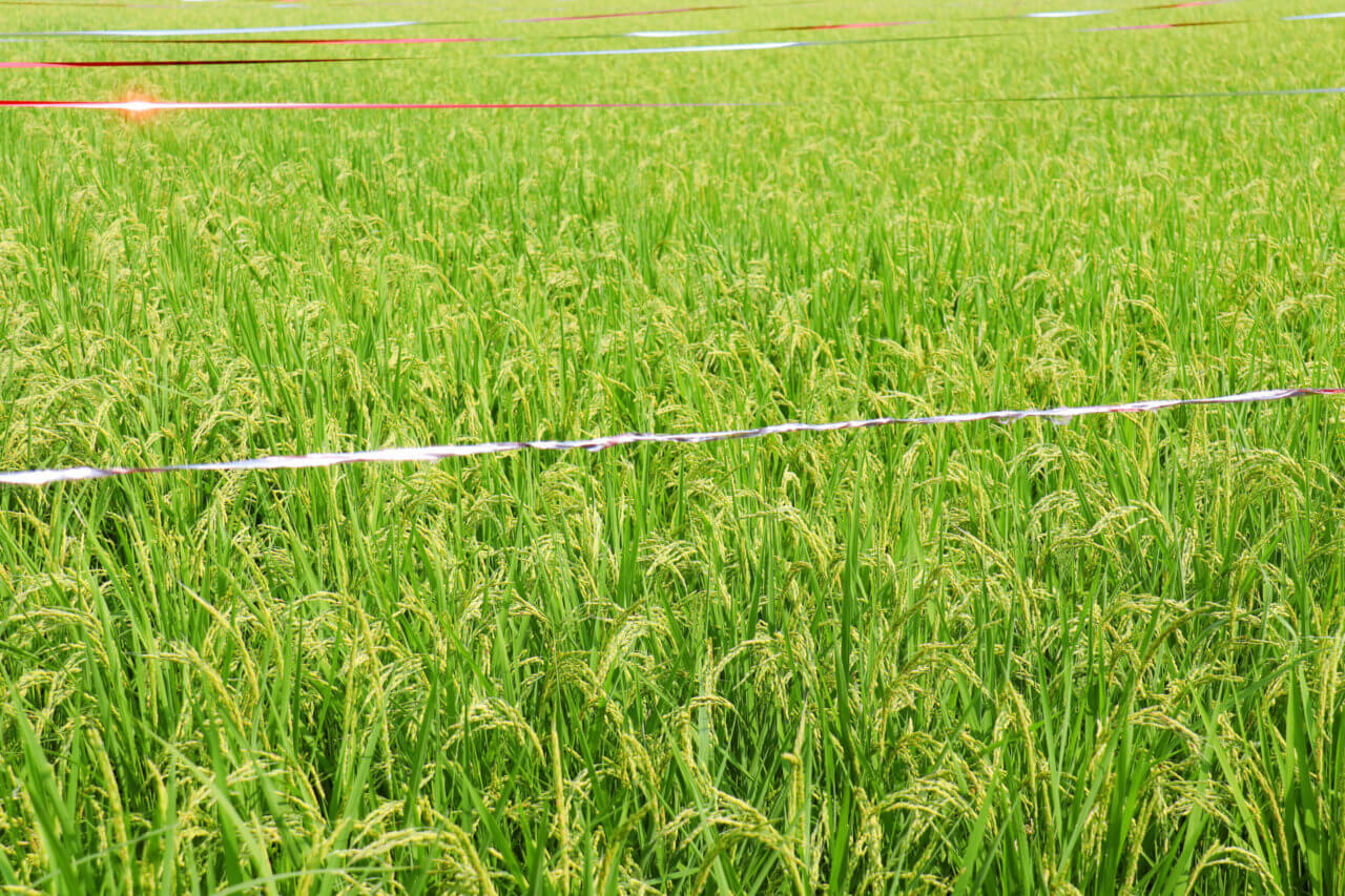 Holographic bird tape used in agriculture.