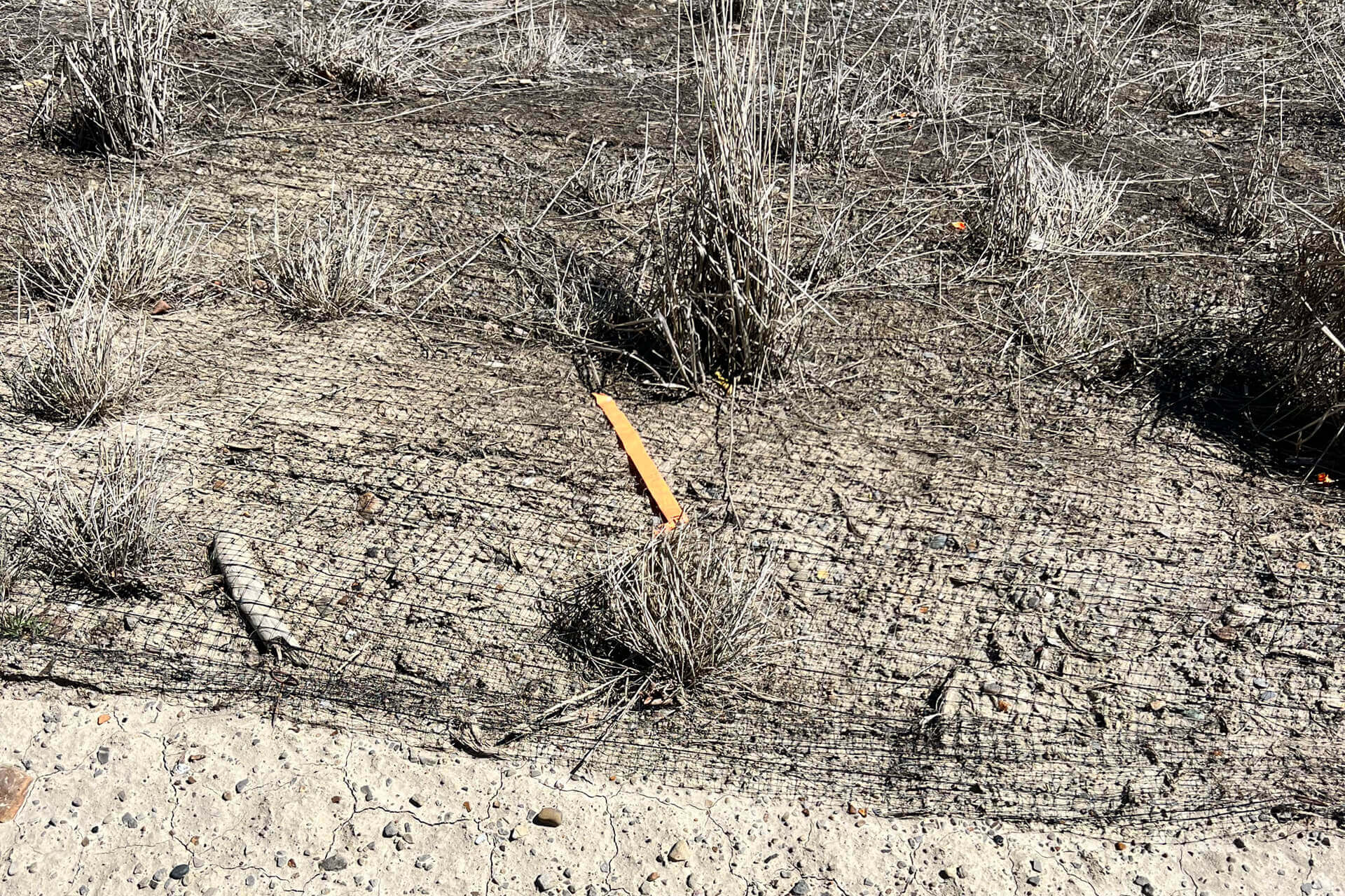 A faded, detached survey ribbon used for bird detterence.