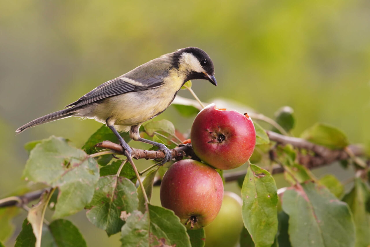 A bird on an apple tree.