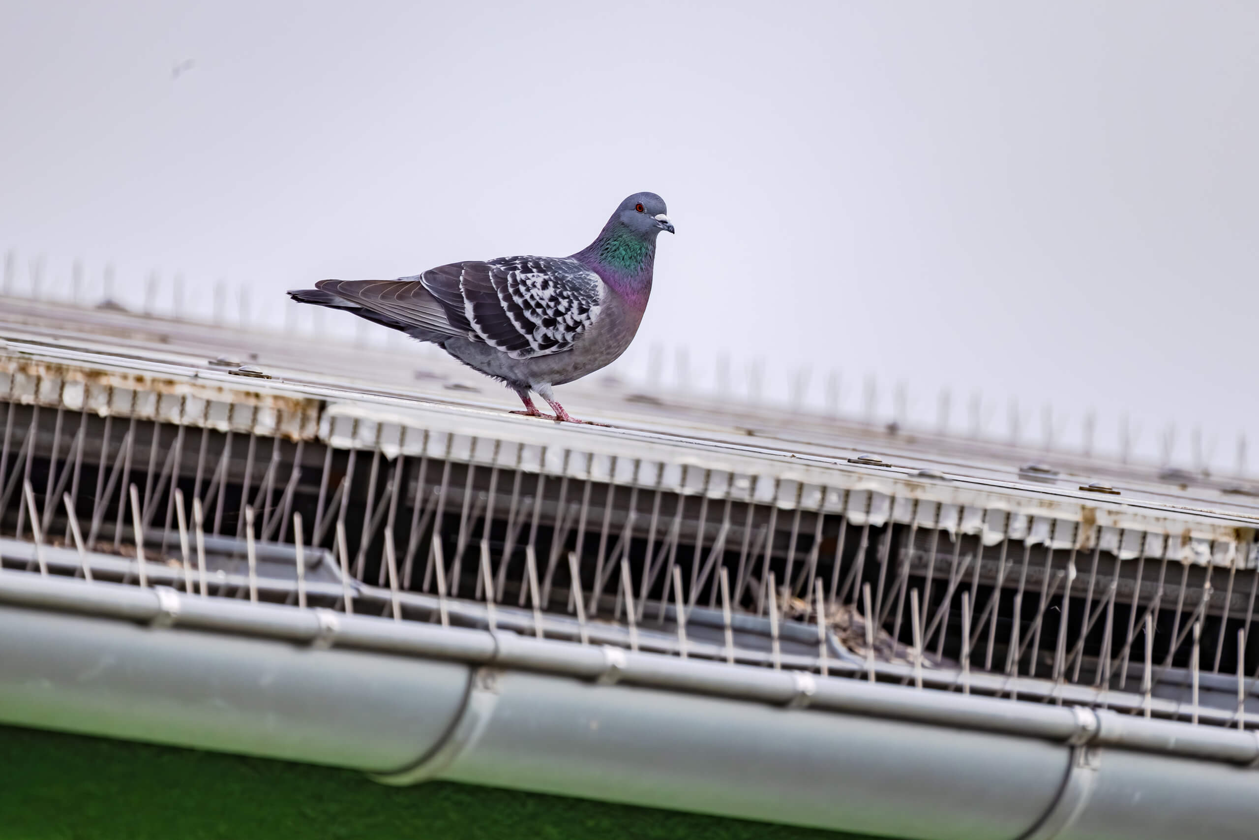 A pigeon chilling beside bird spikes.