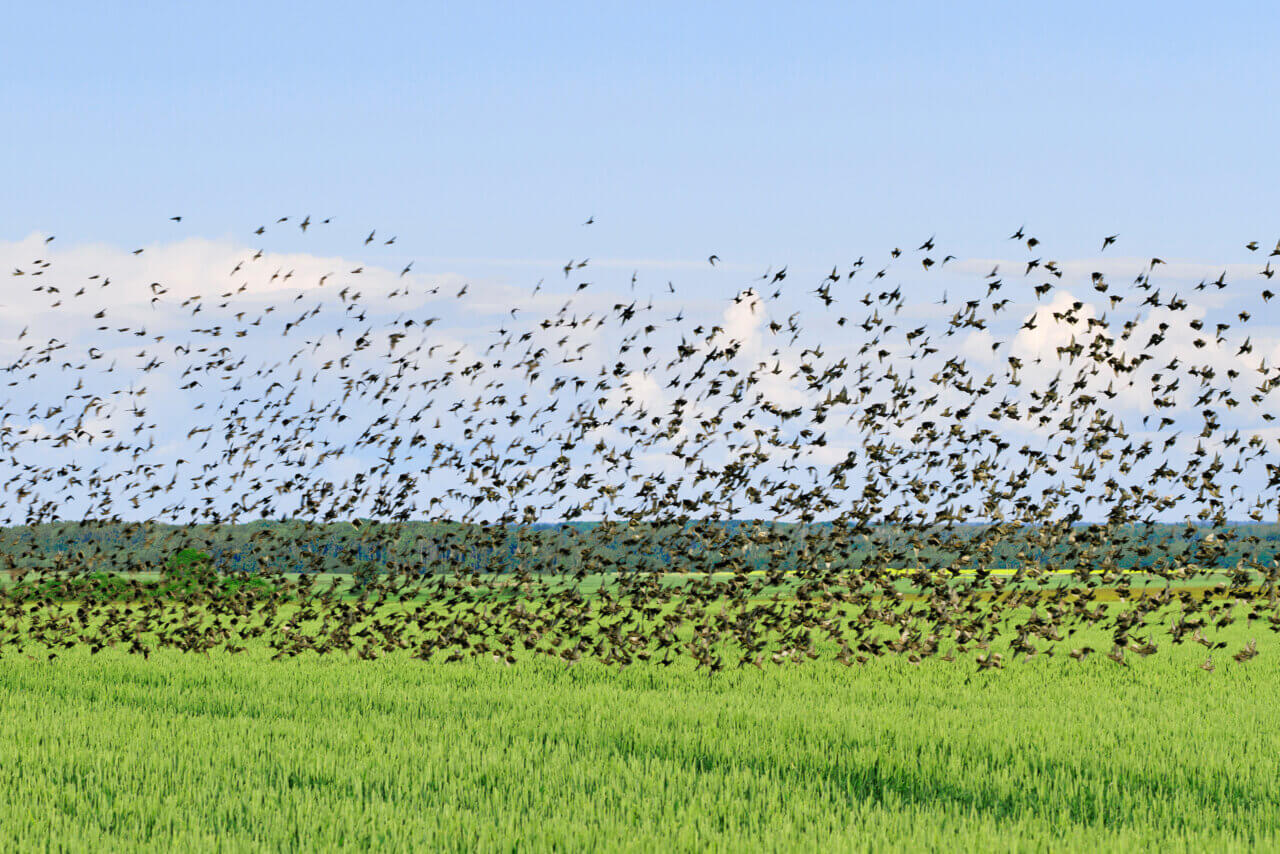 A flock of bird over a large field.