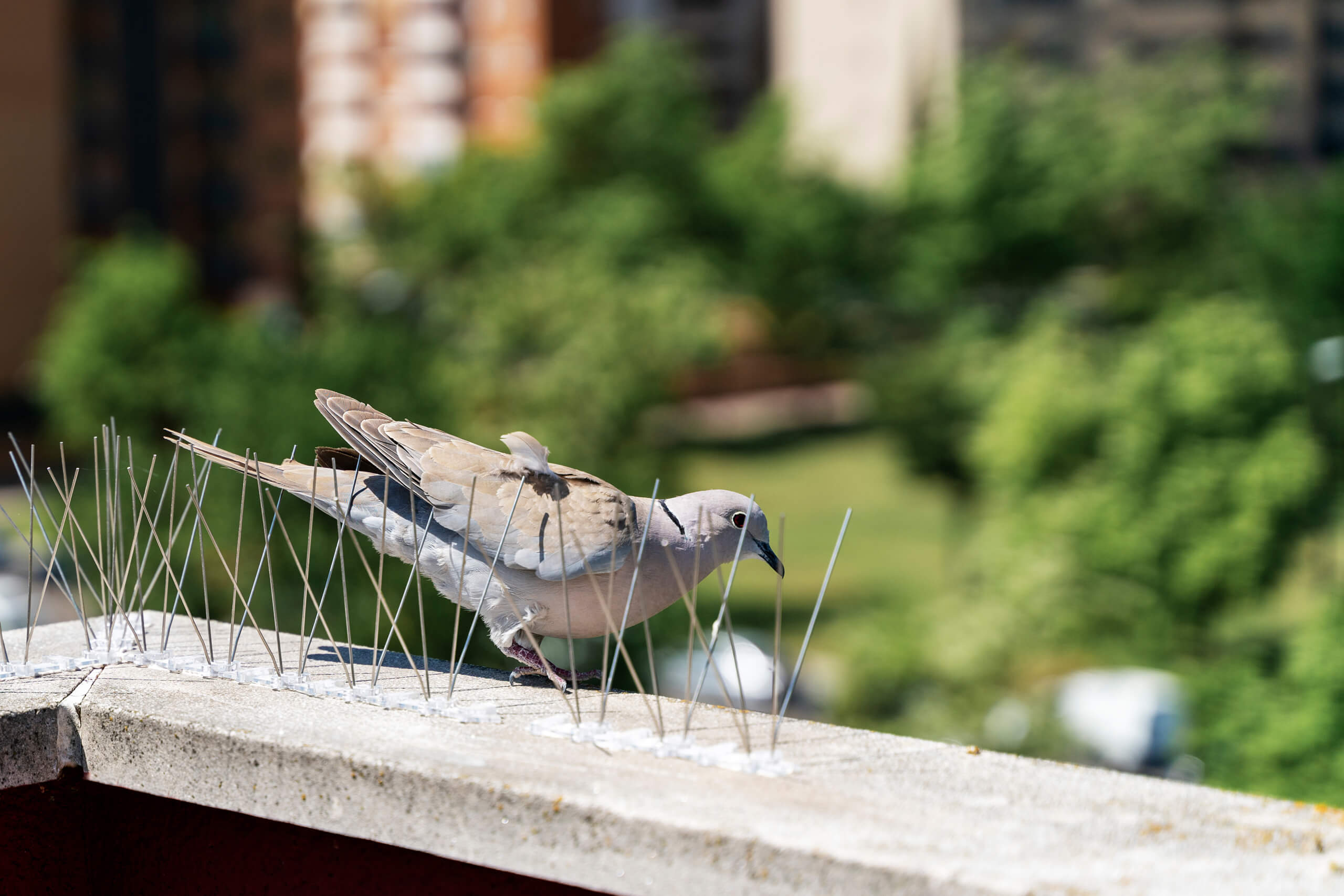 Bird resting among bird spikes.