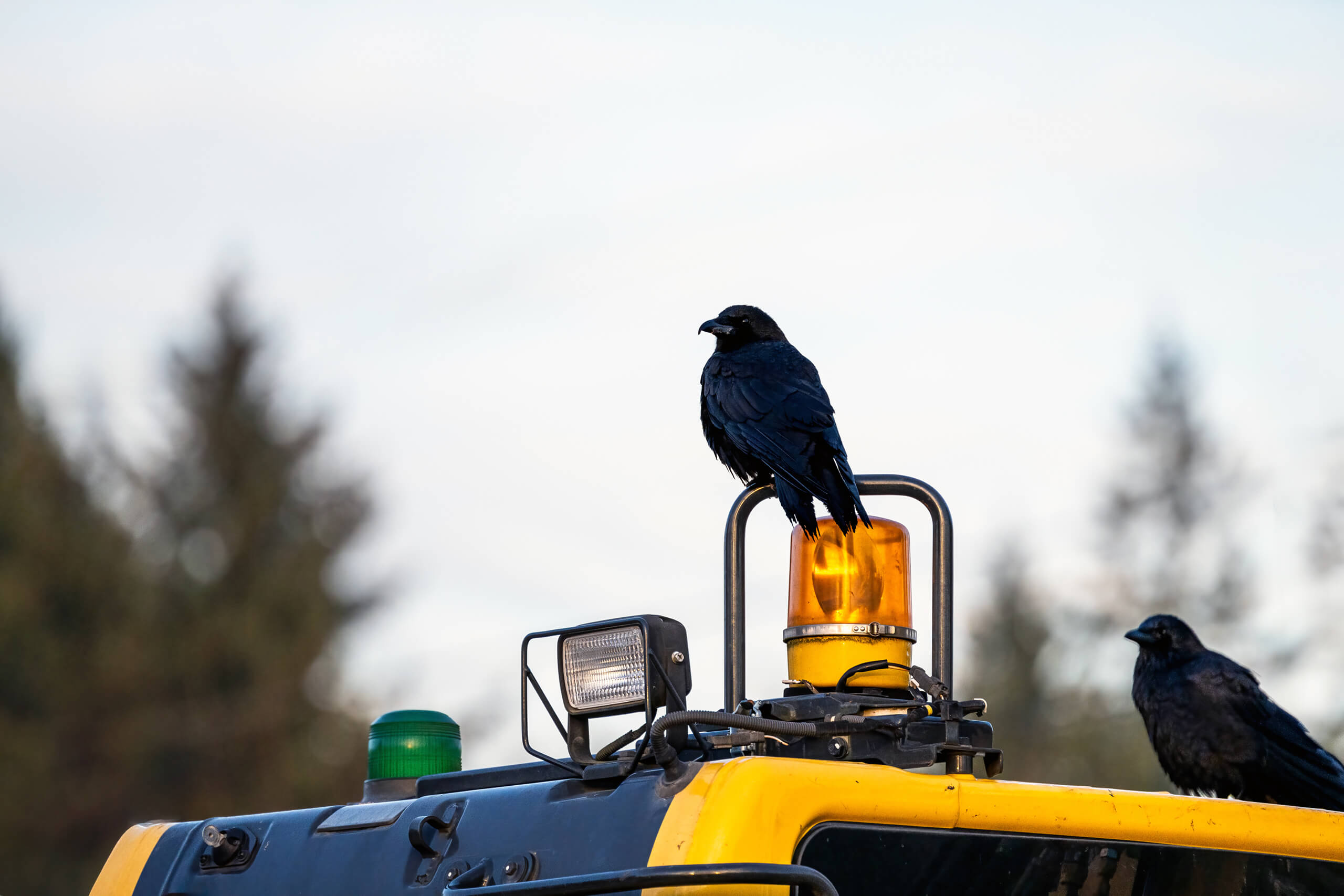 Birds frequently perch on construction machinery, increasing the risk of contamination and equipment wear