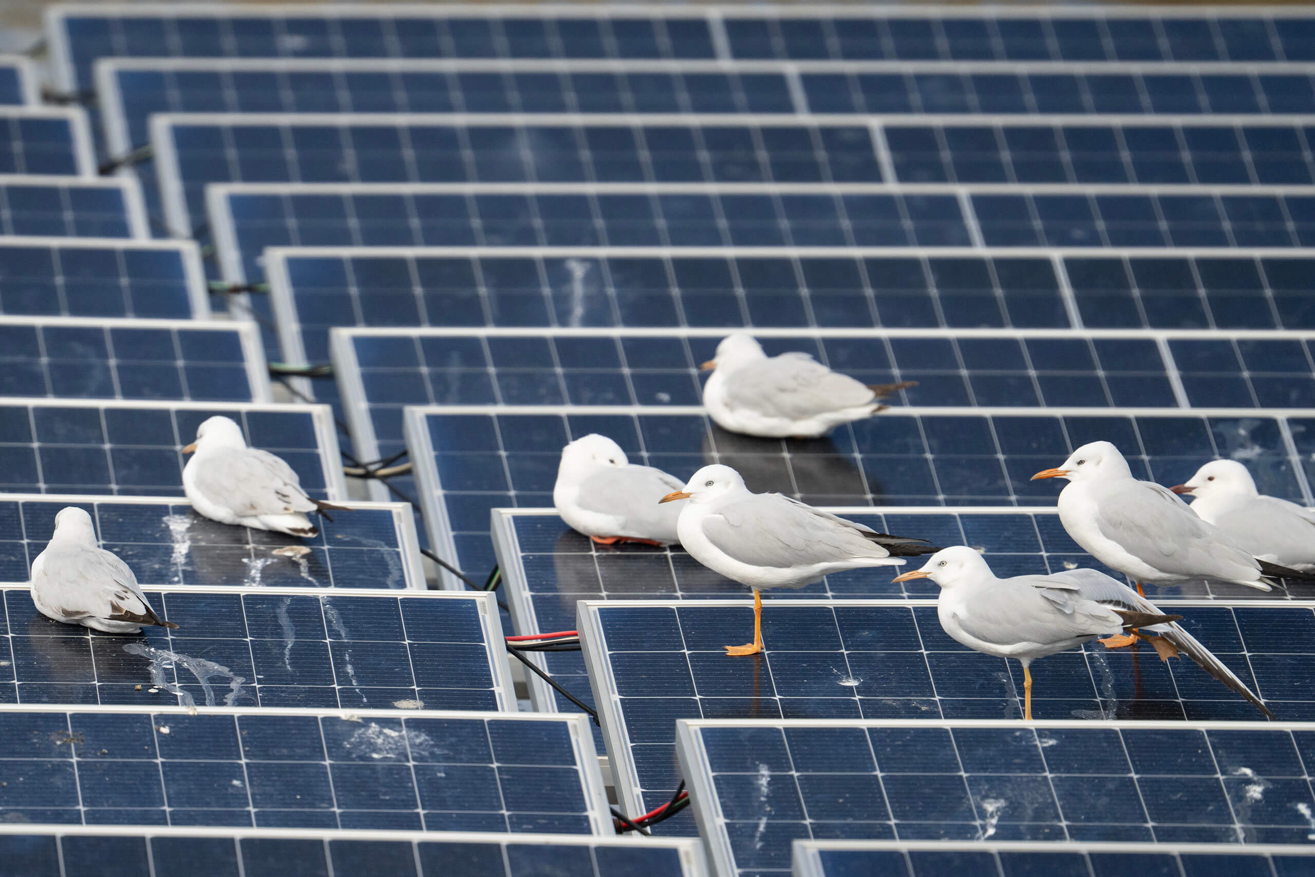 Birds resting on solar panels at a solar farm.