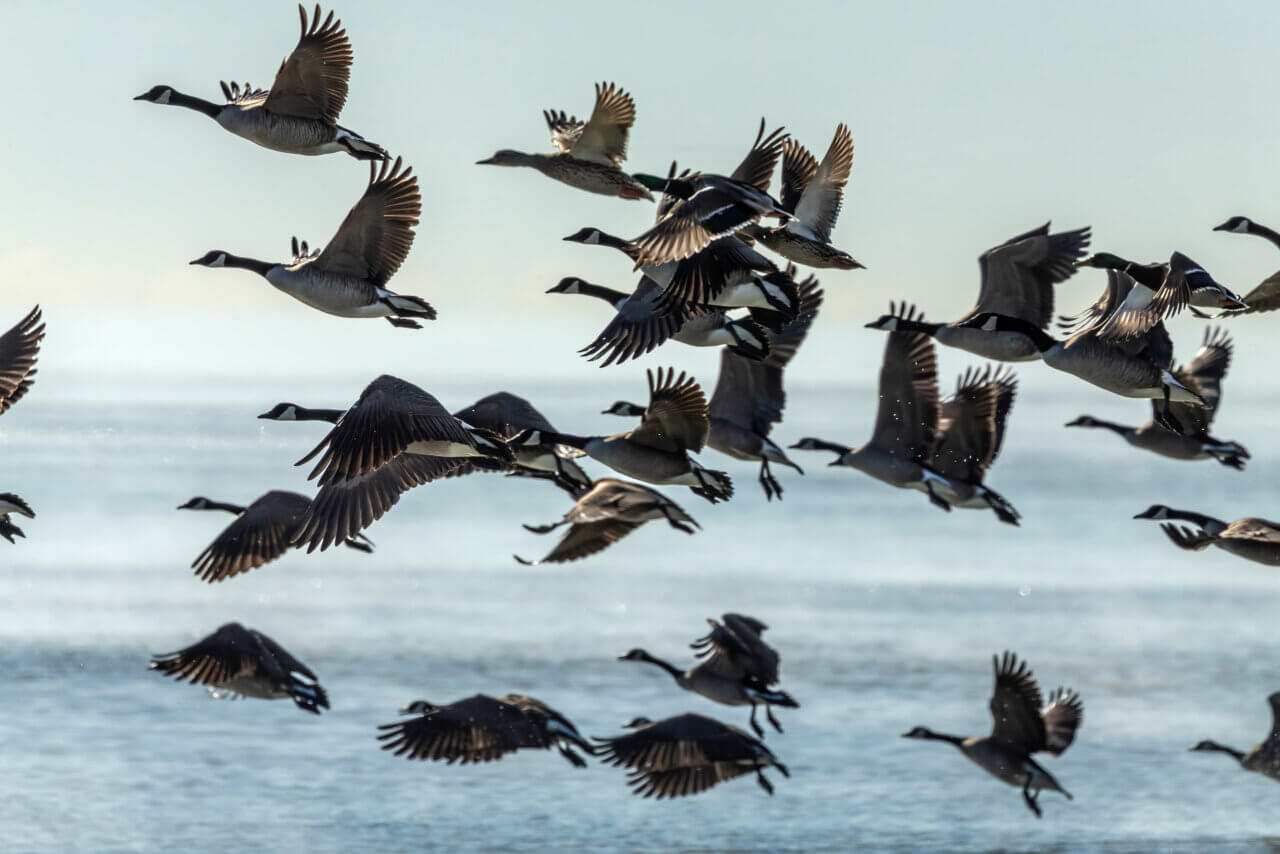Migrating Canadian Geese over water.